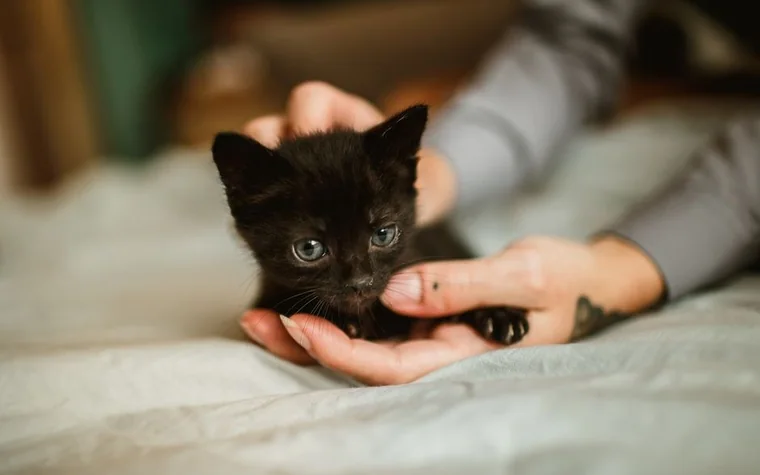 Hands gently holding a small black kitten on a bed