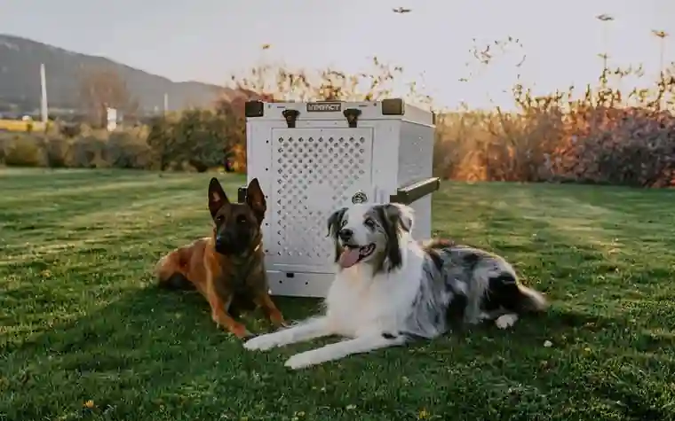 Two dogs resting on a lawn beside a gray travel crate in warm evening light
