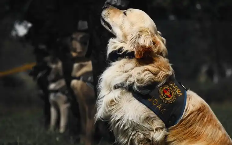 Golden retriever wearing a dark service-style vest sitting upright outdoors