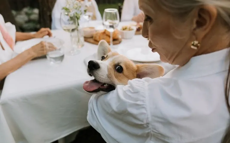 Senior woman holding a happy corgi at an outdoor gathering