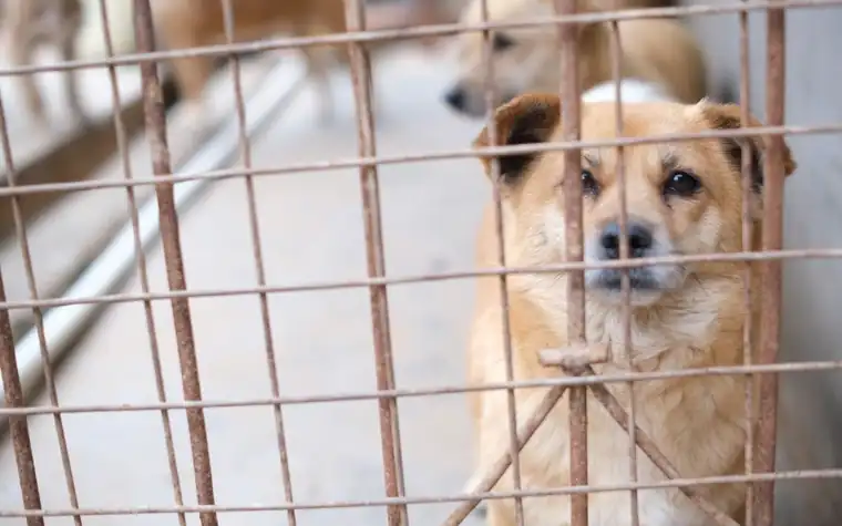 Brown dog peering through the metal bars of a shelter kennel