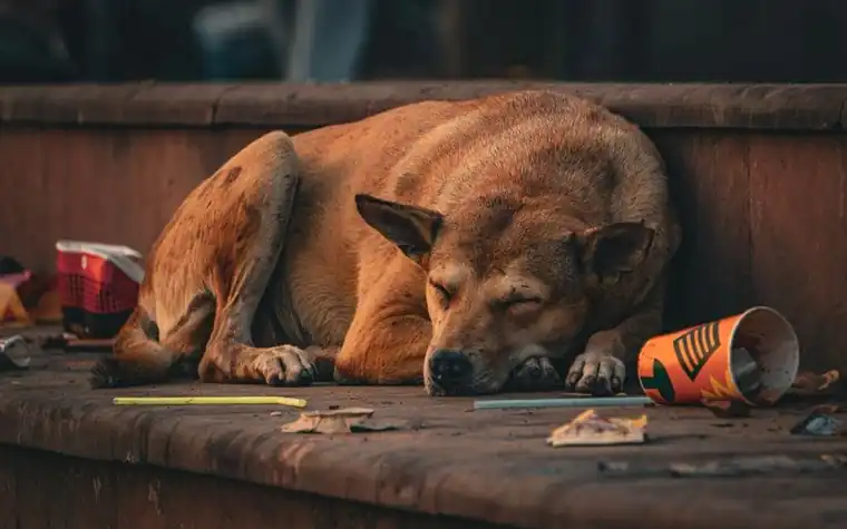 Stray brown dog sleeping on a worn wooden step among scattered litter