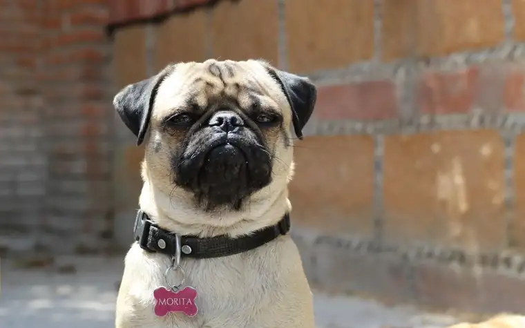 Pug wearing a black collar with a pink bone-shaped tag, sitting against a brick wall