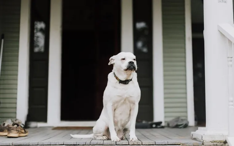 White dog sitting calmly on a front porch beside the door
