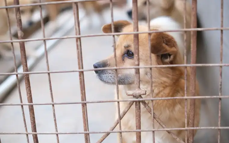Brown dog looking out through the wire of a shelter kennel