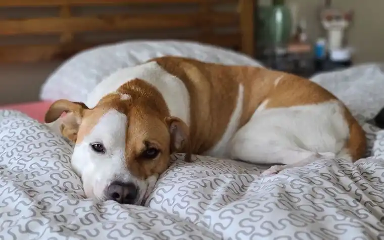 Mixed-breed dog resting on a patterned bed indoors