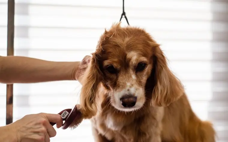 A cocker spaniel being groomed on a salon table