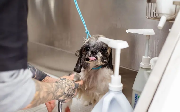 A small dog being bathed in a grooming salon tub