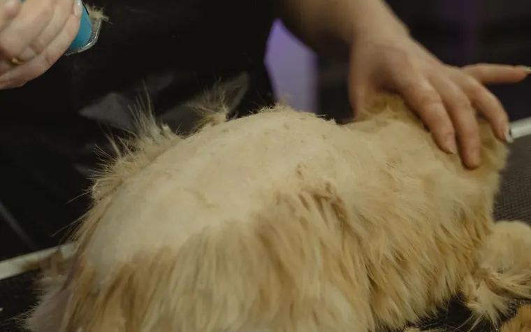 A groomer working through a thick coat with clippers