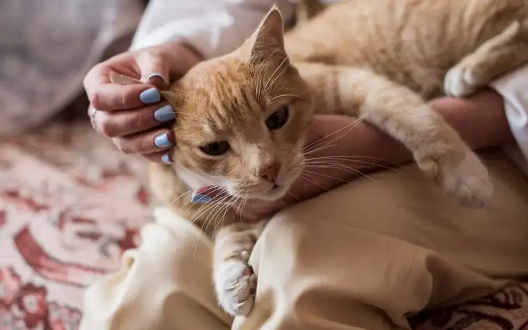Orange tabby cat being petted by its owner while resting on her lap