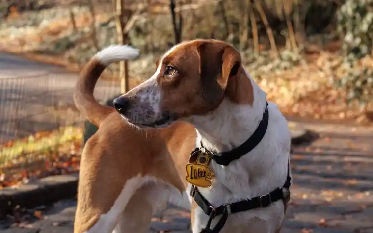 Dog sitting on a path with a name tag hanging from its harness
