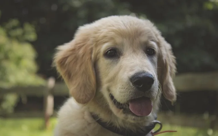 Golden retriever puppy with a collar smiling on a dark background