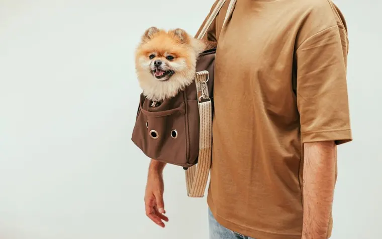 A Pomeranian looking out of a pet carrier bag worn by a person