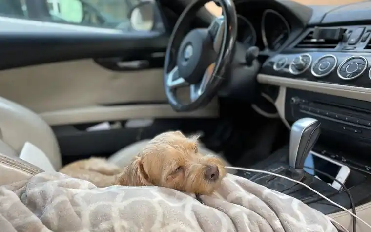 A dog sleeping on a blanket spread over a car passenger seat