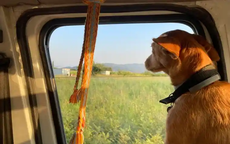 A dog sitting in a car looking out the window at a green field