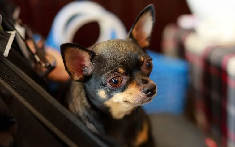 A black and tan Chihuahua looking up from a carrier or bag
