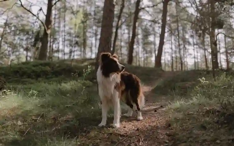 A border collie standing on a grassy forest path among tall trees