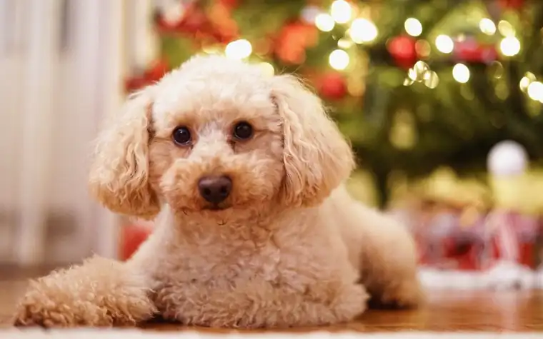 A cream poodle lying on a wooden floor in front of a lit Christmas tree