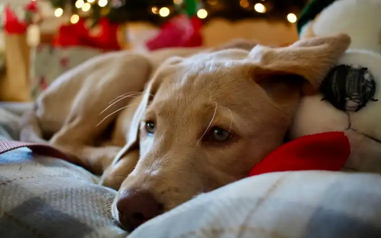 A tan dog resting its head on a blanket near holiday decorations and a plush toy