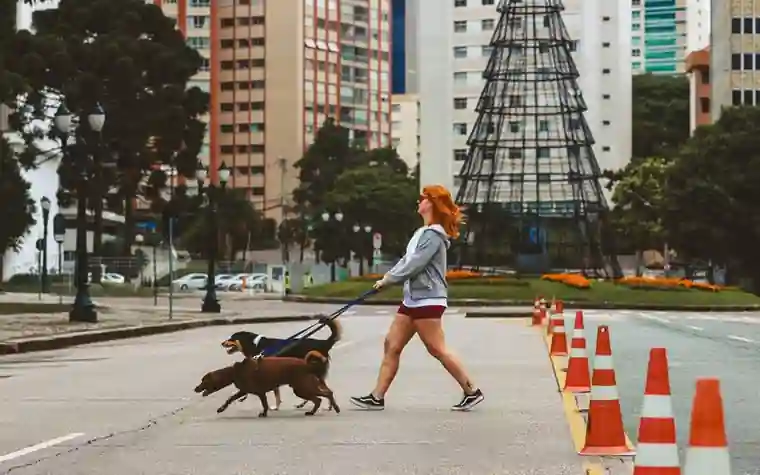 A woman in shorts walking several dogs on leashes across a city street