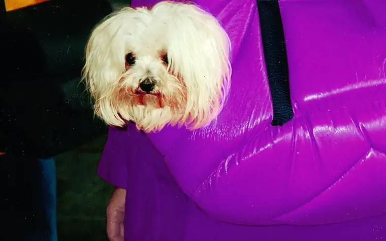 A small white dog looking out of a purple soft carrier