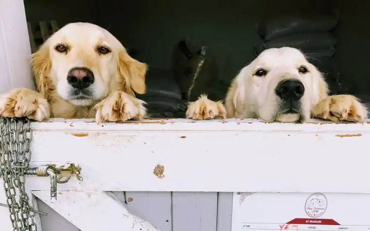 A pair of golden retrievers looking over a wooden kennel gate