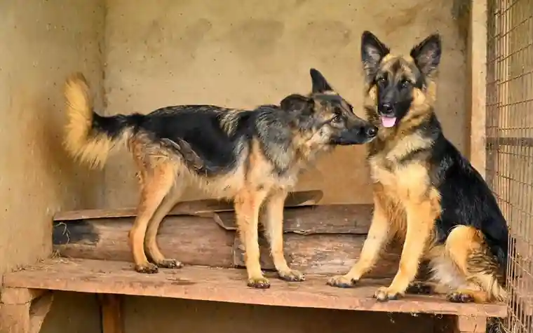 Two German shepherds standing together in an outdoor run