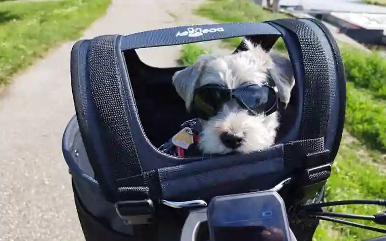 A small dog riding inside a soft-sided pet carrier outdoors