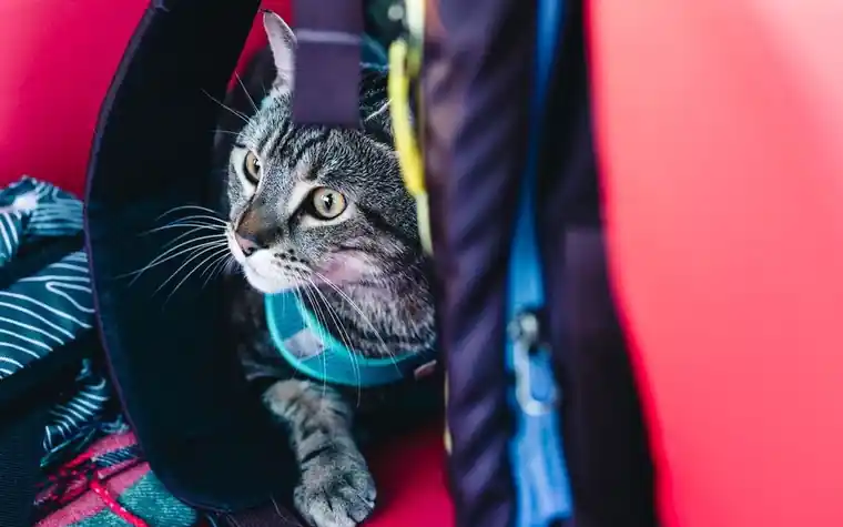 A cat looking out from a travel carrier backpack
