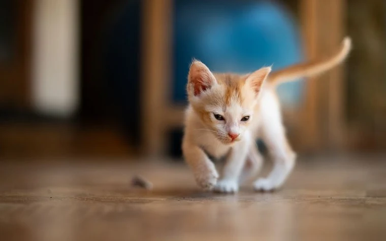 A kitten walking across a wooden floor indoors