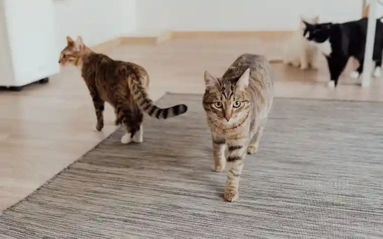 Several domestic cats walking across a rug in a home