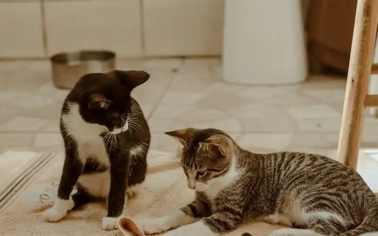 Two cats sitting together on a tiled indoor floor