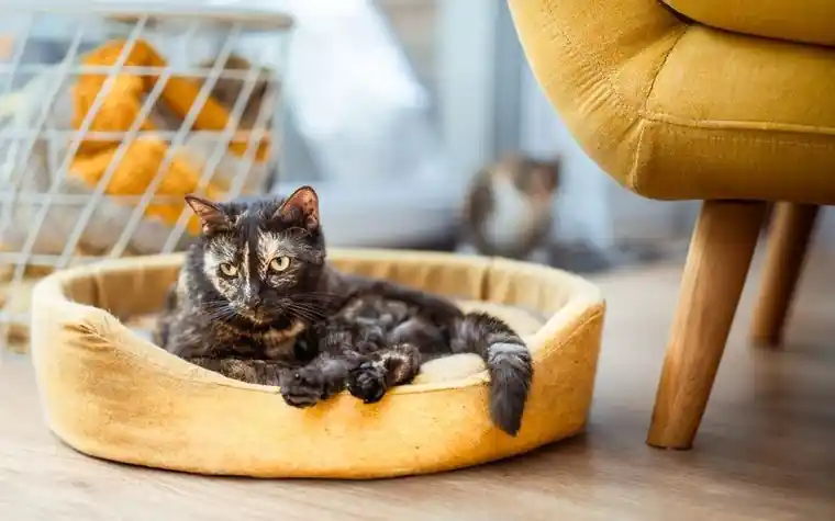 A calico cat resting in a yellow pet bed in a sunlit room