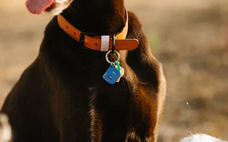 A dog wearing a collar with an ID tag outdoors