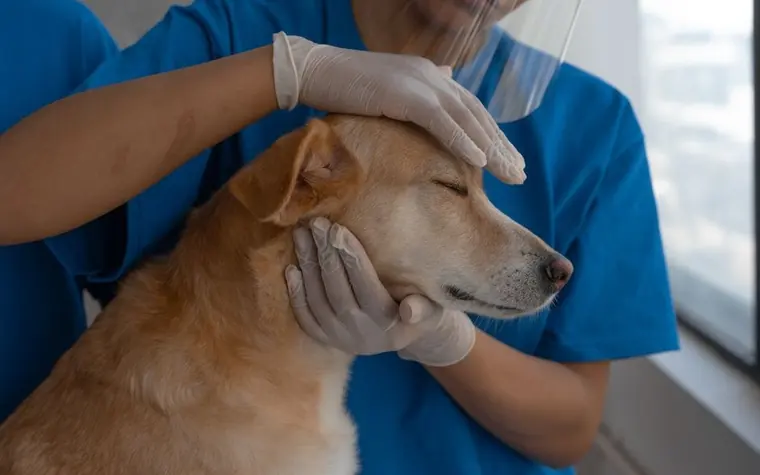 A veterinarian in scrubs gently comforting a senior dog during an exam
