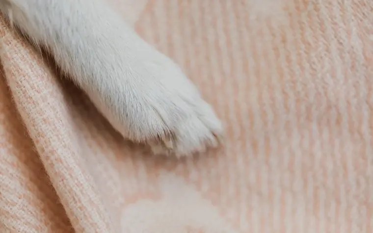 A dog's paw resting on a soft blanket at home