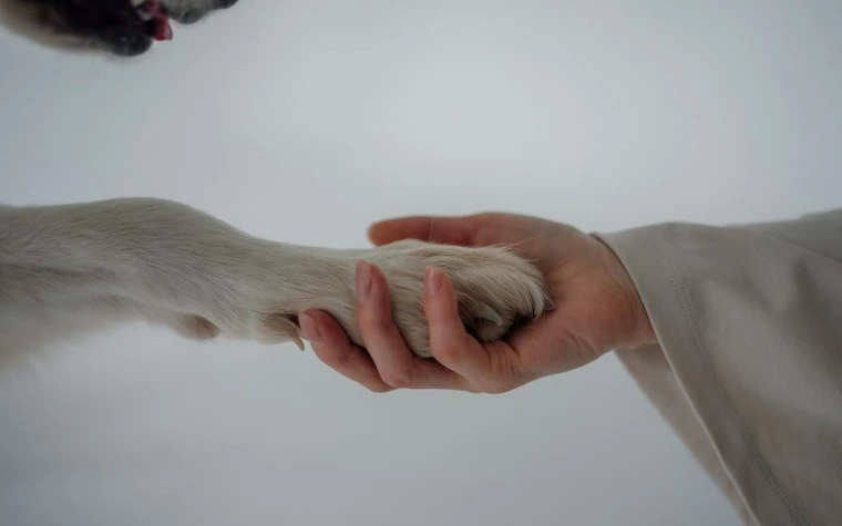 A close-up of a hand gently holding a dog's paw