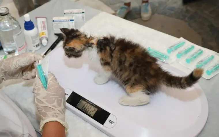 A veterinarian giving a kitten a vaccination during a checkup