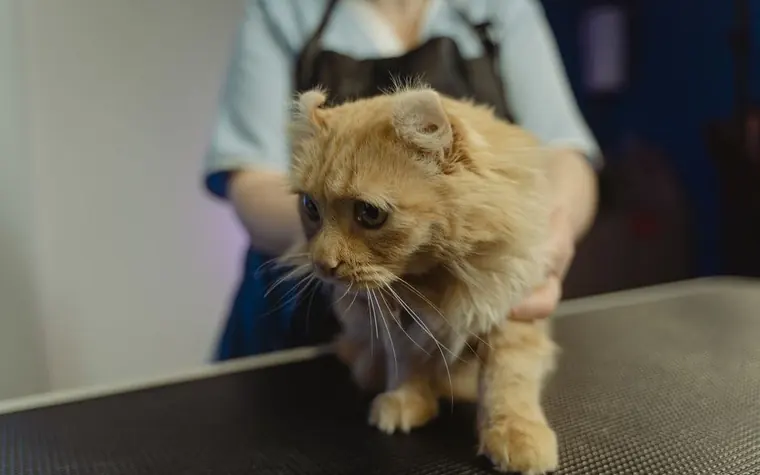 A cat sitting calmly on an exam table during a veterinary visit