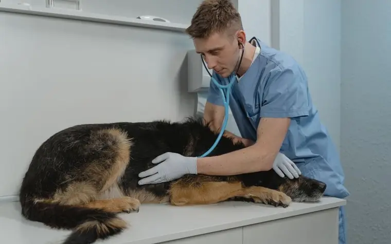 A veterinarian listening to a German Shepherd's heartbeat with a stethoscope