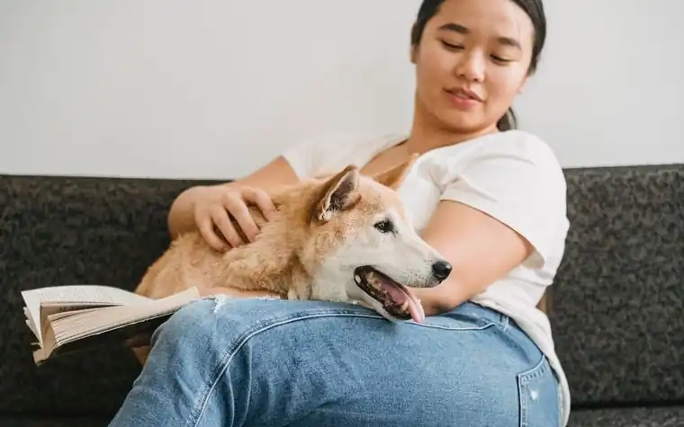 A dog resting calmly at home next to its owner