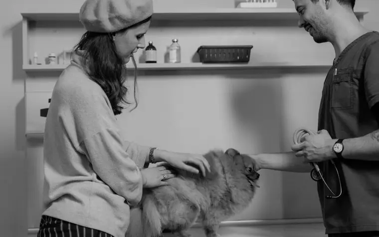 A veterinarian examining a dog's teeth during a checkup