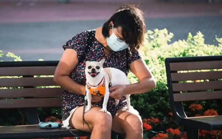 A dog recovering calmly after a veterinary procedure