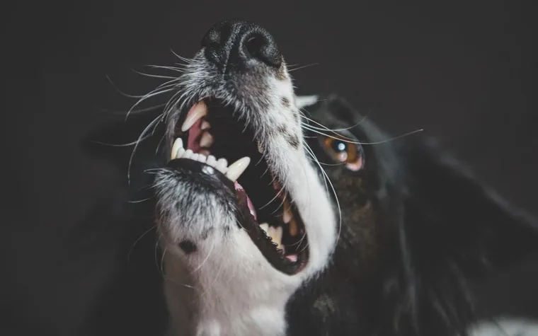 A dog's teeth being checked by a veterinary professional