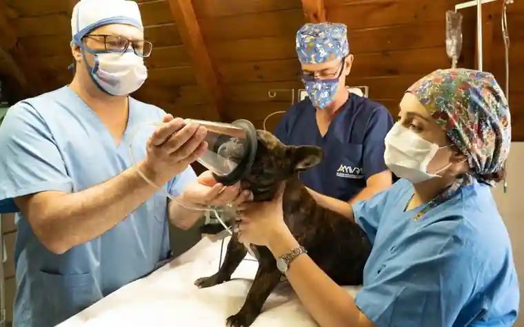 A veterinary surgical team preparing a dog for a procedure on the table