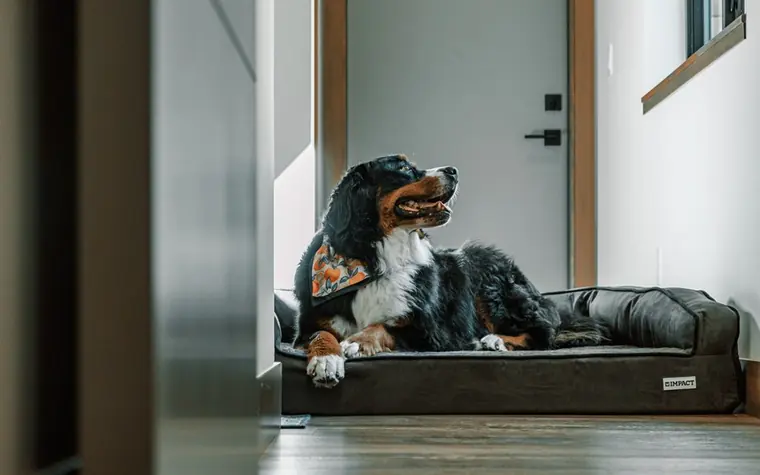 A dog resting comfortably on a cozy bed indoors