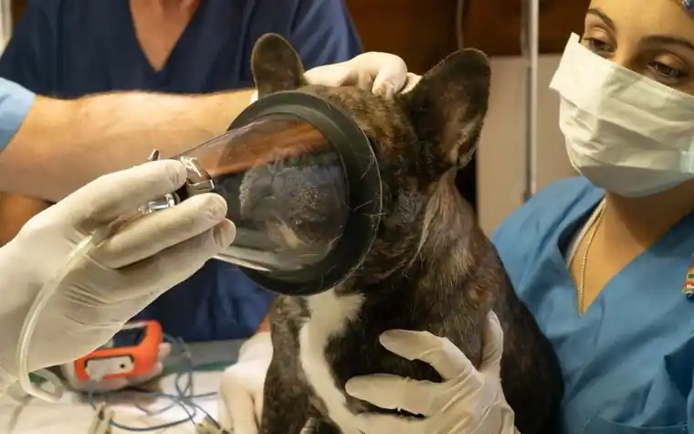 A veterinary team administering anesthesia to a small dog before surgery