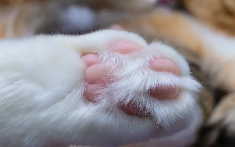 Close-up of a fluffy cat's paw with pink paw pads