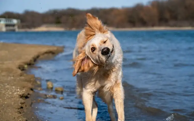 Golden retriever shaking off water outdoors with ears flapping