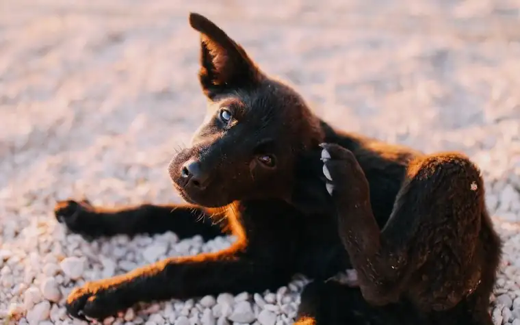 Close-up of a black puppy scratching itself on a sunny day